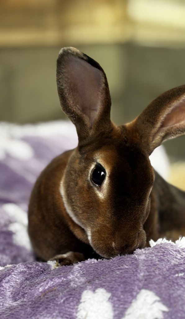 As Watson is so popular this evening I’d like to say a massive thank you to everyone who has shared his pictures in support of our small charity. You have no idea just how wonderful you are ❤️❤️❤️ 
Blue steel Watson