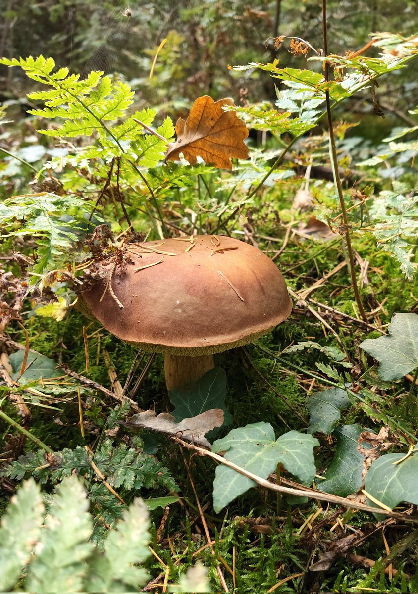 herfst voor het slapen💫