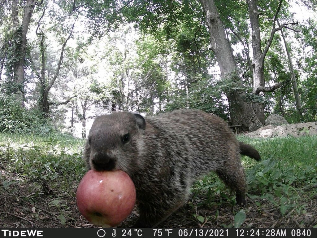 trailcam (@trail_cams) on Twitter photo 