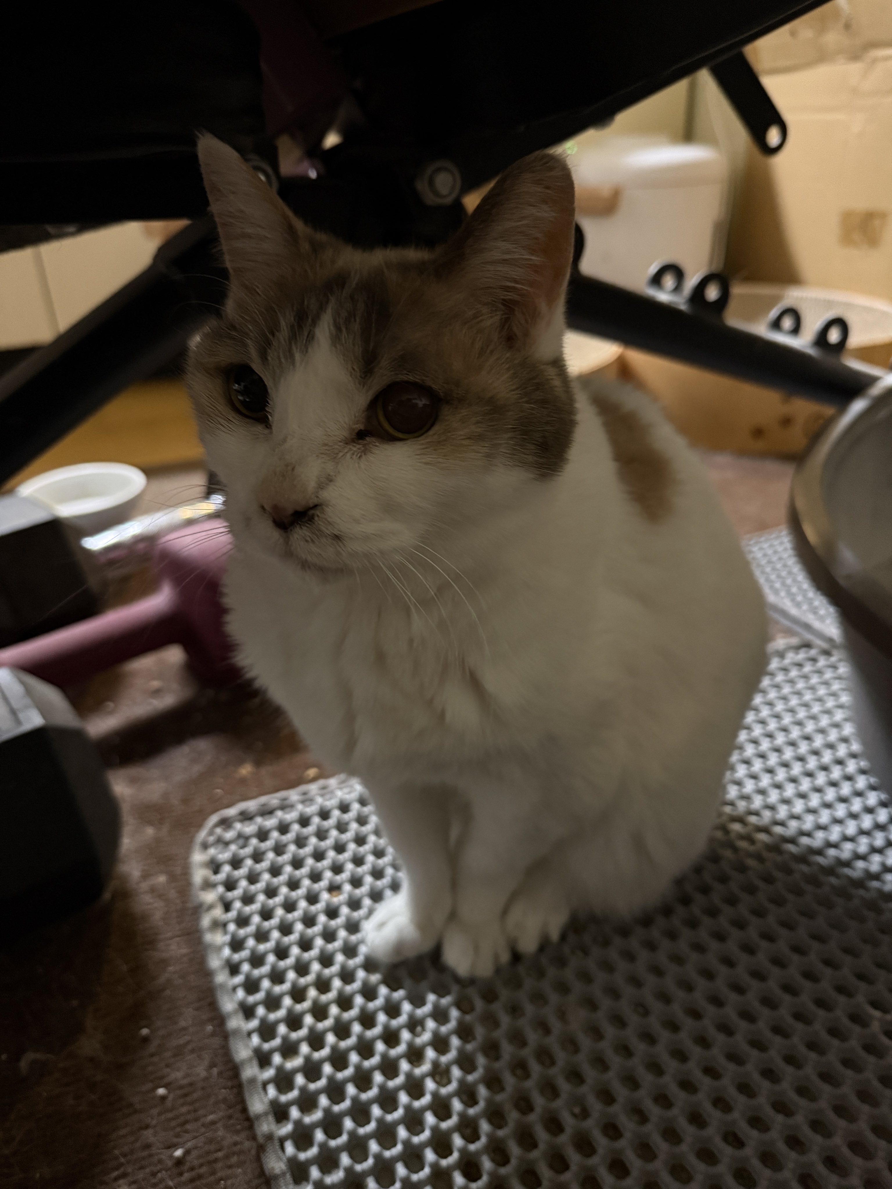 オニャンコポン オニャンコポン - Search / X