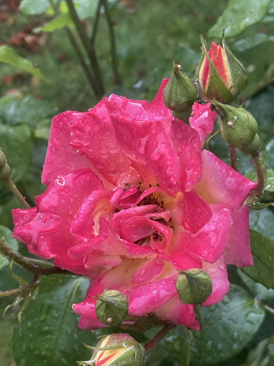 Spring 🌱 #Melbourne 🌹