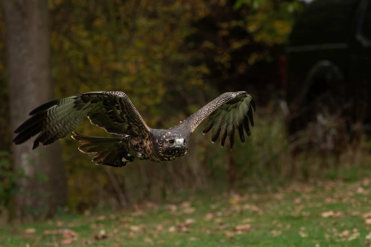 Yesterday's Birds of Prey Workshop with <a href="/danielbridge/">Photography Tuition</a> and <a href="/EdenFalconry/">Eden Falconry</a> a Chilean Blue Eagle Buzzard in the capable hands of Kirsty