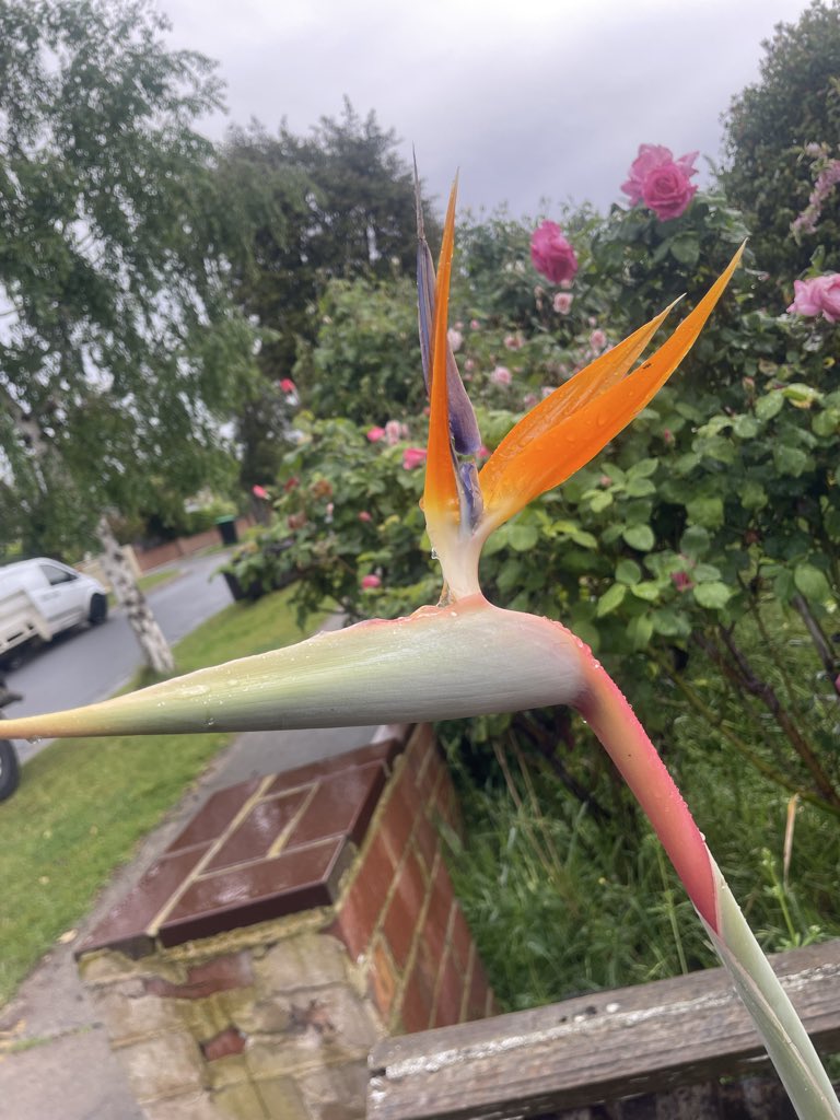 Spring 🌱 #Melbourne 🌦️