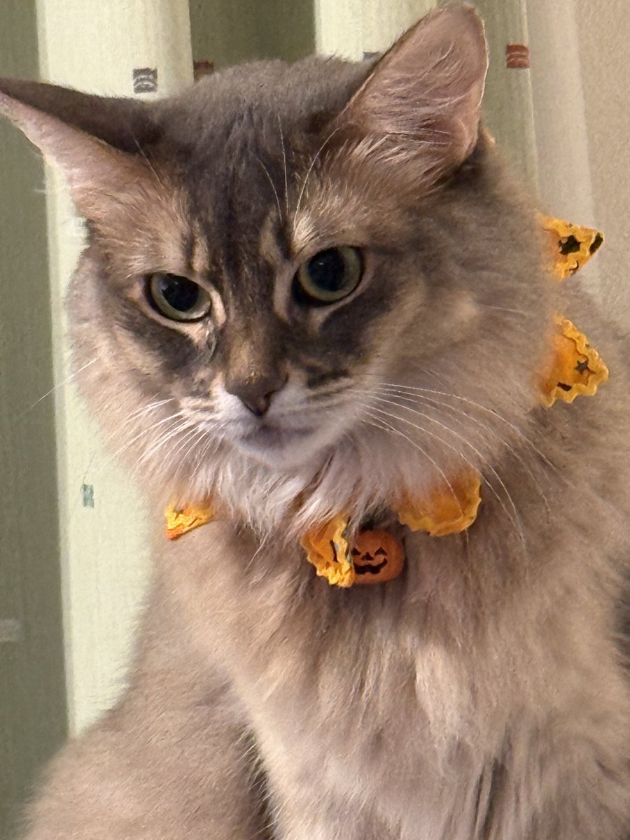 メーラからおはようございます☂️
仔猫の食事見守る優しいお顔
チラッとハロウィン🎃

昨日より寒くなっていますね

今週もよろしくお願いいたします✨

#ソマリ
#ソマリブルーシルバー
#猫かわいい
