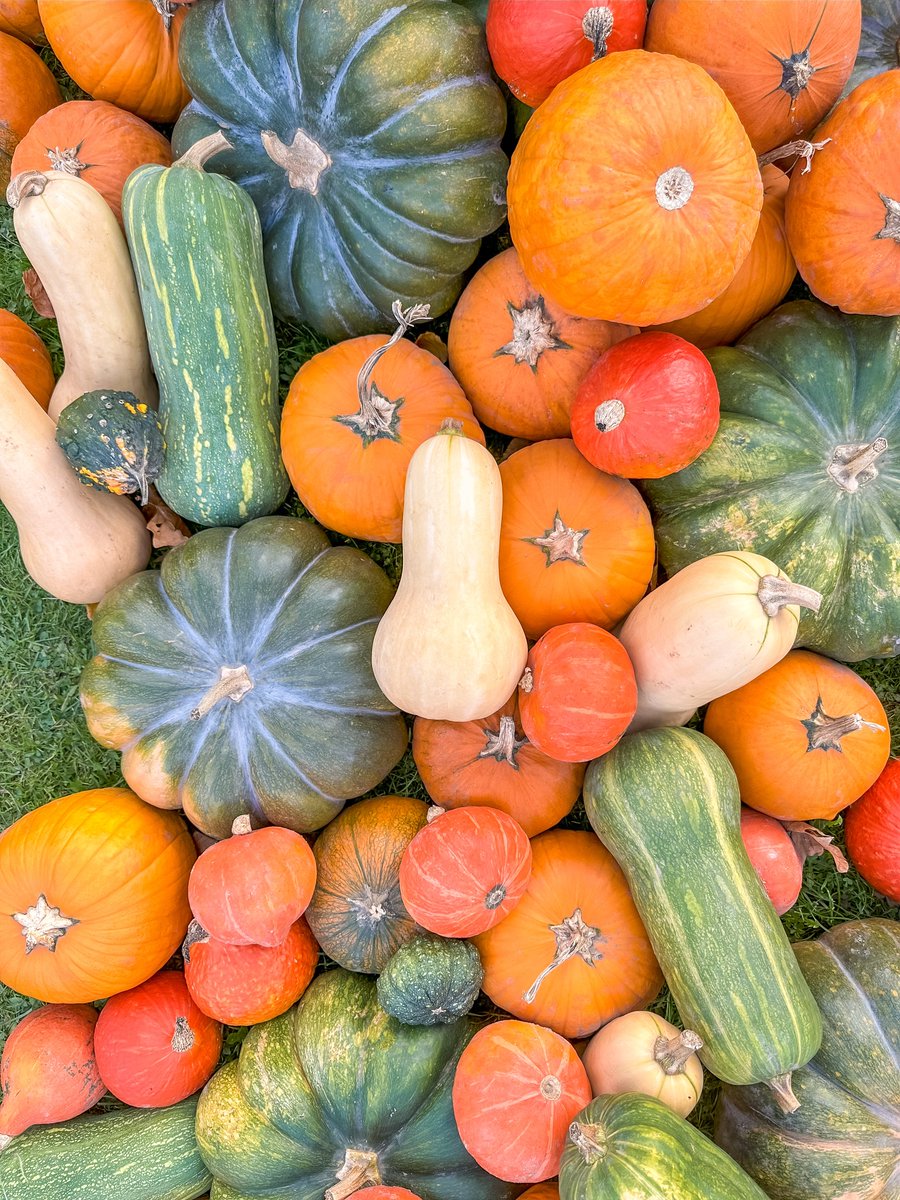 東華鳳九写真専用4（プロフィール説明は読んでください） 横浜市瀬谷区 | 【🌼GREEN×EXPO 2027まであと1100日🌼 お花の種を配布