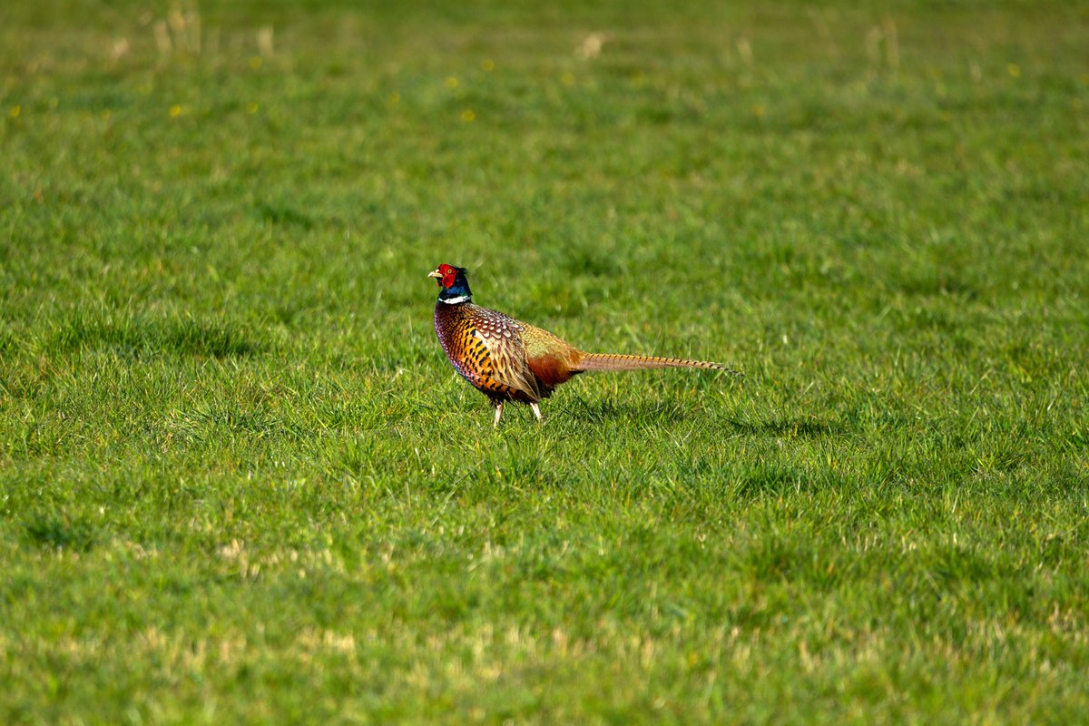 "Fresh October brings the pheasant;/ Then to gather nuts is pleasant" -Sara Coleridge, "The Garden Year"