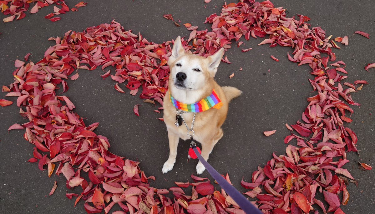 いつもありがとうございます🐶🌈🥹

秋の散歩道🍁✨
素敵な画像も🙌🙌

🍂落ち葉でハートのアート🫶の
あの時のジミですよね🍁🐶🍁🤭