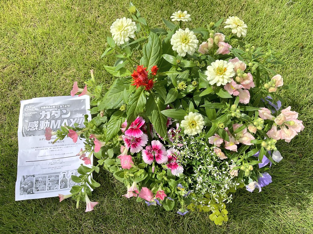 なまにわ (@Rkbof) / Posts / X