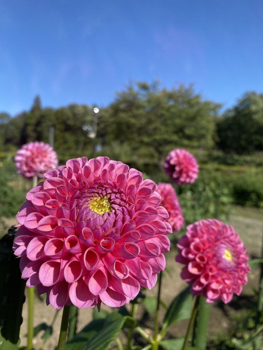 tabimuyan2nd's tweet image. #中年も花を愛でる
#flower
#川西ダリヤ園
#ダリヤ