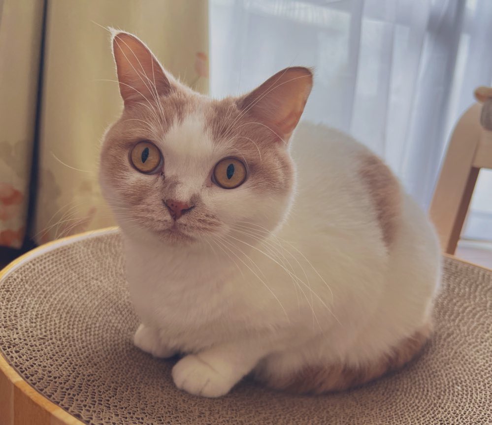 猫はなさん はなねこさん | KBC