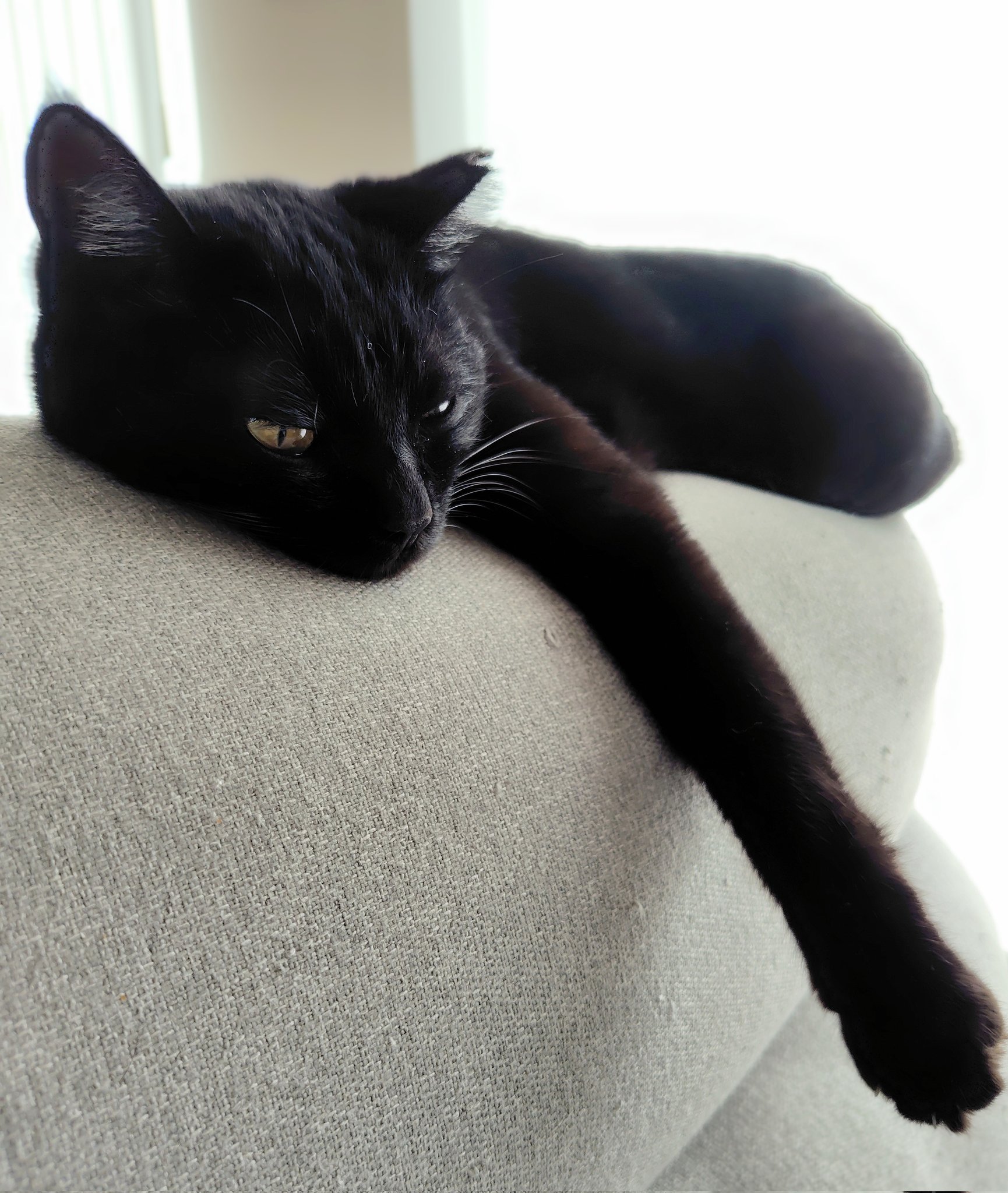 黒猫のわ〜る様 るいるい＝せっつP@鏡音NTお迎え全力準備中 on X