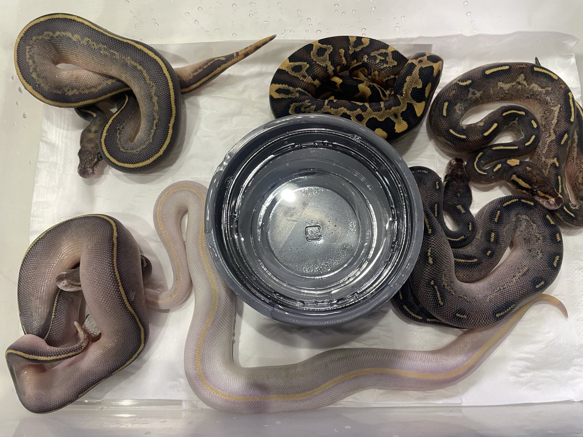 BMMorphsJapan's tweet image. BH (Red Gene??) Freeway ♂
(4枚目の写真)
Leopard Lesser Freeway ♀
一人だけ表現が暴走している。
BH Leopard (Red Gene) Super Asphalt かな??
#ボールパイソン
#ballpython
#BMMcb