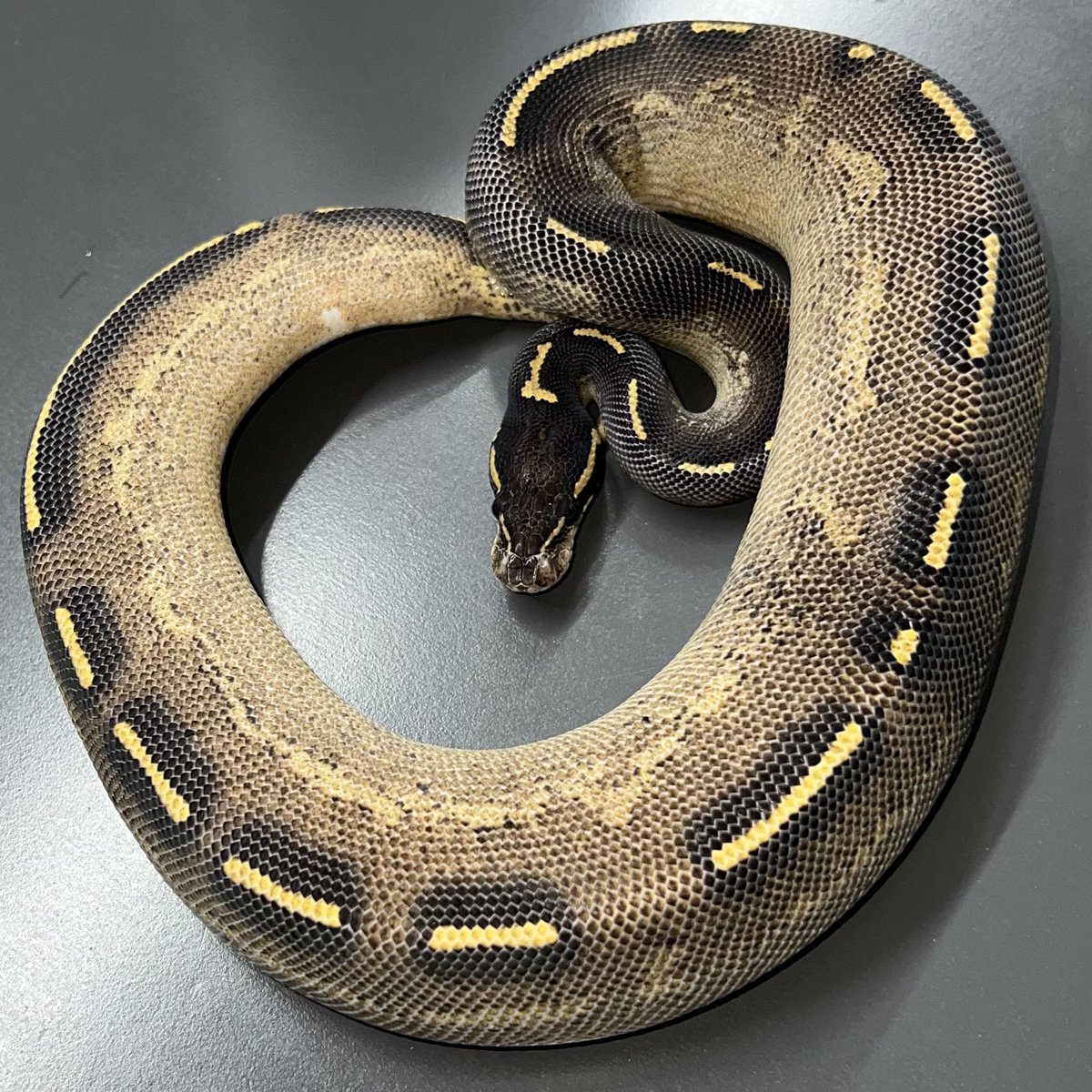 BMMorphsJapan's tweet image. BH (Red Gene??) Freeway ♂
(4枚目の写真)
Leopard Lesser Freeway ♀
一人だけ表現が暴走している。
BH Leopard (Red Gene) Super Asphalt かな??
#ボールパイソン
#ballpython
#BMMcb