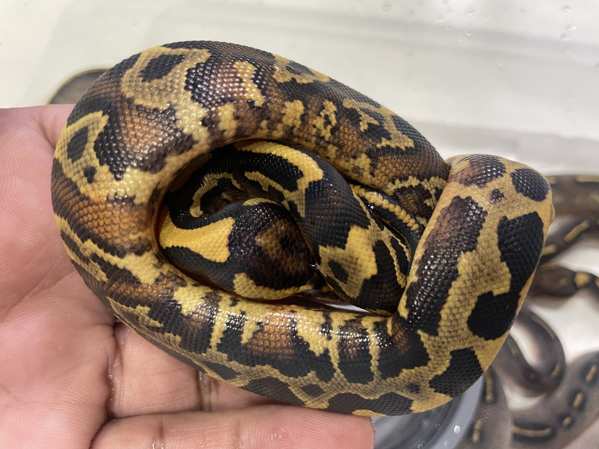 BMMorphsJapan's tweet image. BH (Red Gene??) Freeway ♂
(4枚目の写真)
Leopard Lesser Freeway ♀
一人だけ表現が暴走している。
BH Leopard (Red Gene) Super Asphalt かな??
#ボールパイソン
#ballpython
#BMMcb