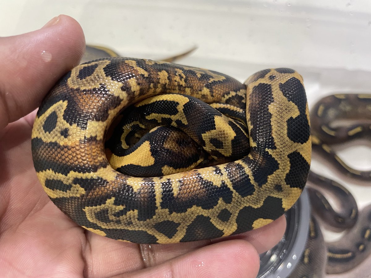 BMMorphsJapan's tweet image. BH (Red Gene??) Freeway ♂
(4枚目の写真)
Leopard Lesser Freeway ♀
一人だけ表現が暴走している。
BH Leopard (Red Gene) Super Asphalt かな??
#ボールパイソン
#ballpython
#BMMcb