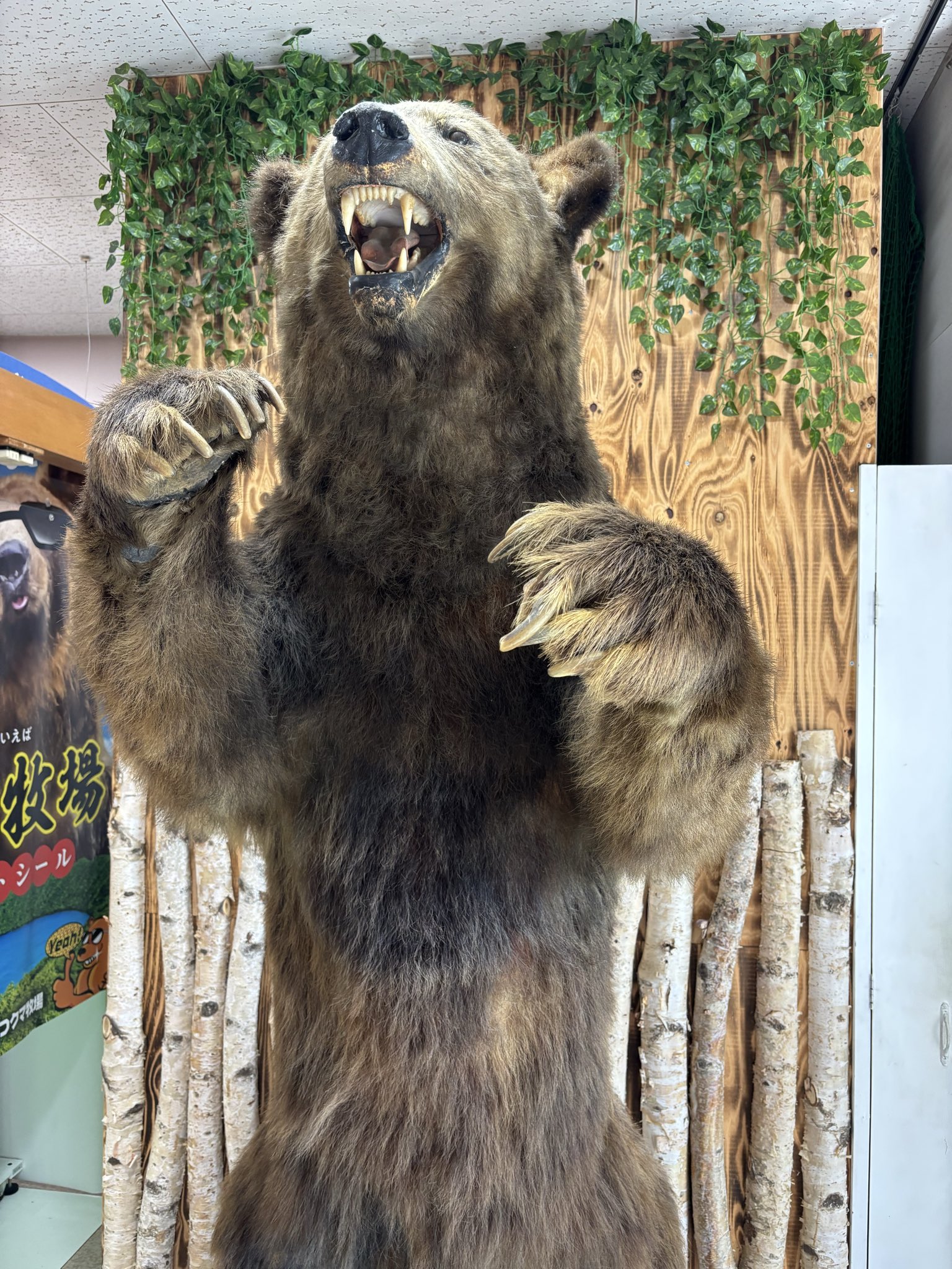 なおちゃん@バスガイド兼MC on X: 