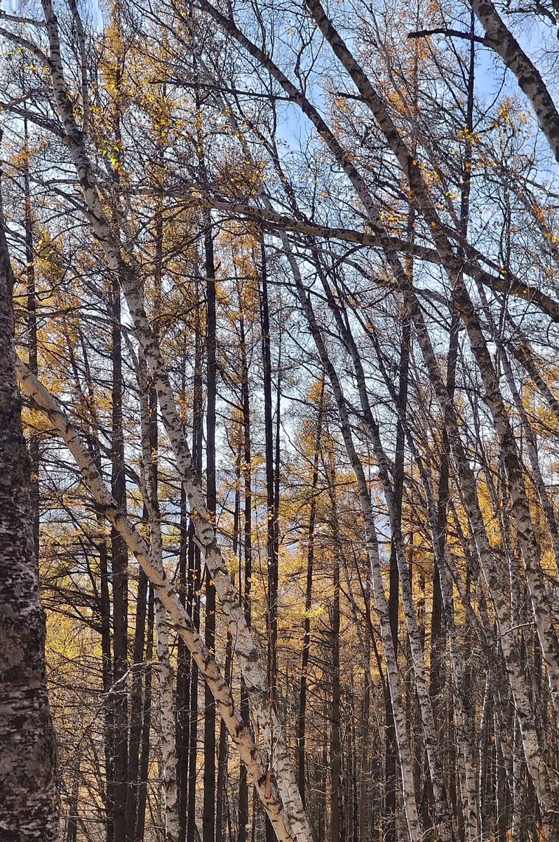 lingda2033's tweet image. 自古逢秋悲寂寥