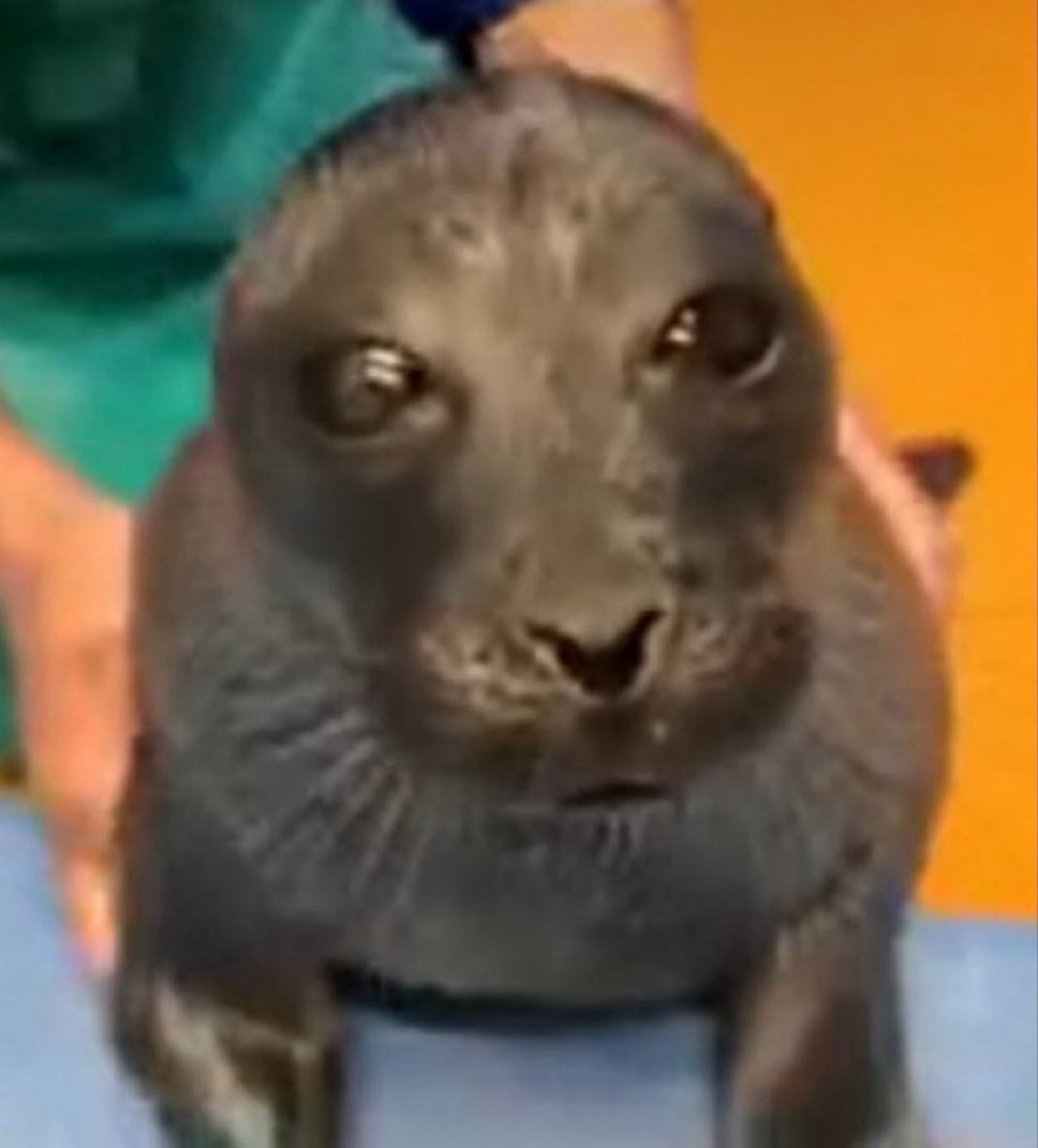 sealenjoyed's tweet photo. looks at u like this https://t.co/VrlCxzRUUS