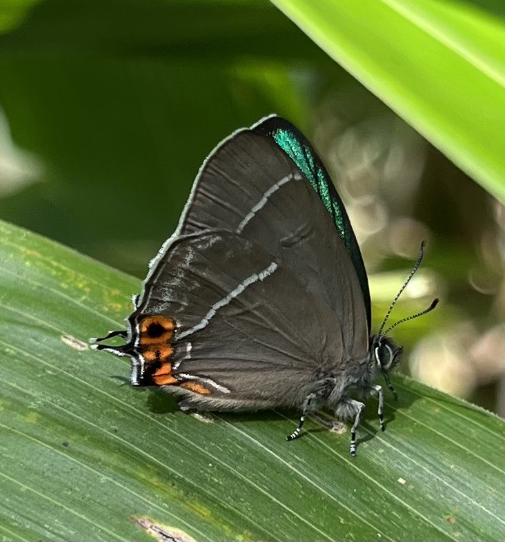 アイノミドリシジミ❤️