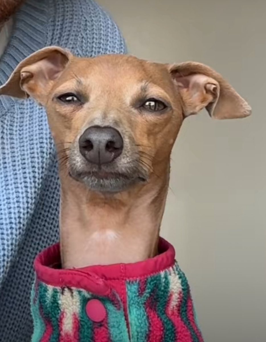 bbuffles tweet media