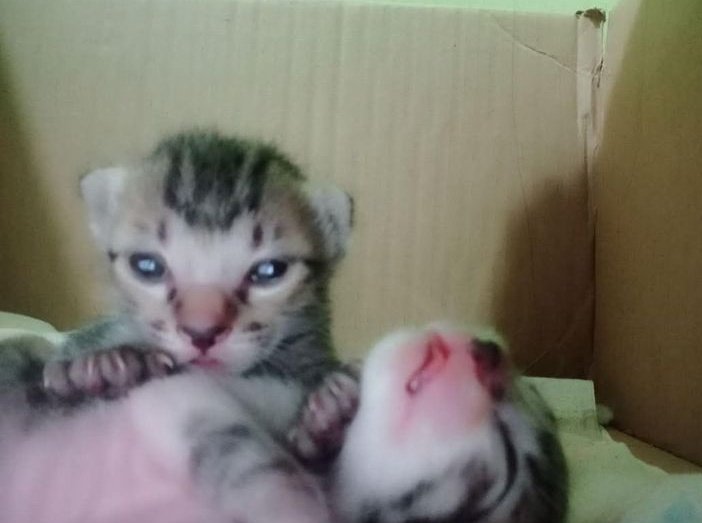 Somos 1000+ si cada uno me da 10 dólares me puedo comprar un cell que si jale el zenles