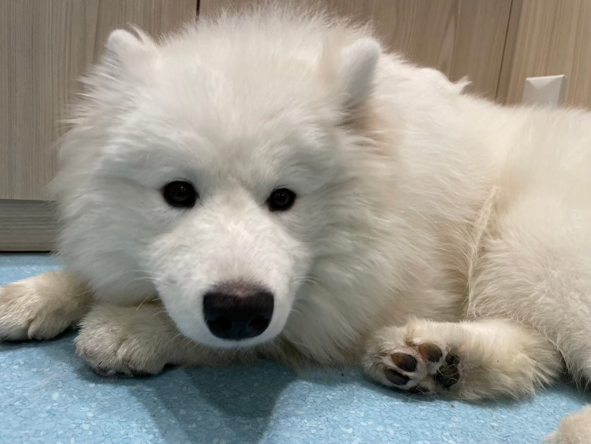 RemoLabo_IDH's tweet image. こんにちヨス！
なんだかもう寒い…！？
こんなときはサモエドちゃんをもふもふして身も心も温まりたいですね😌
今週も1週間頑張っていきましょう🐾

#企業公式相互フォロー祭り
#企業公式秋のフォロー祭り
#企業公式つぶやき部