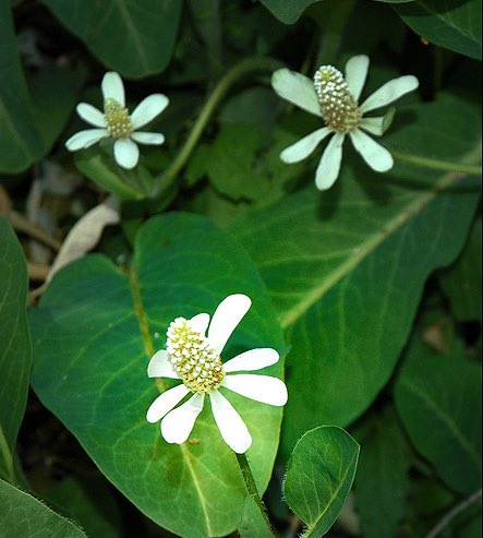 🌿 Yerba Mansa (Anemopsis californica) —
the desert’s gentle harmonizer.

Antimicrobial, anti-inflammatory, and grounding —
balancing body and breath alike.

It hums softly through the roots,
restoring rhythm to what’s been worn 🤍