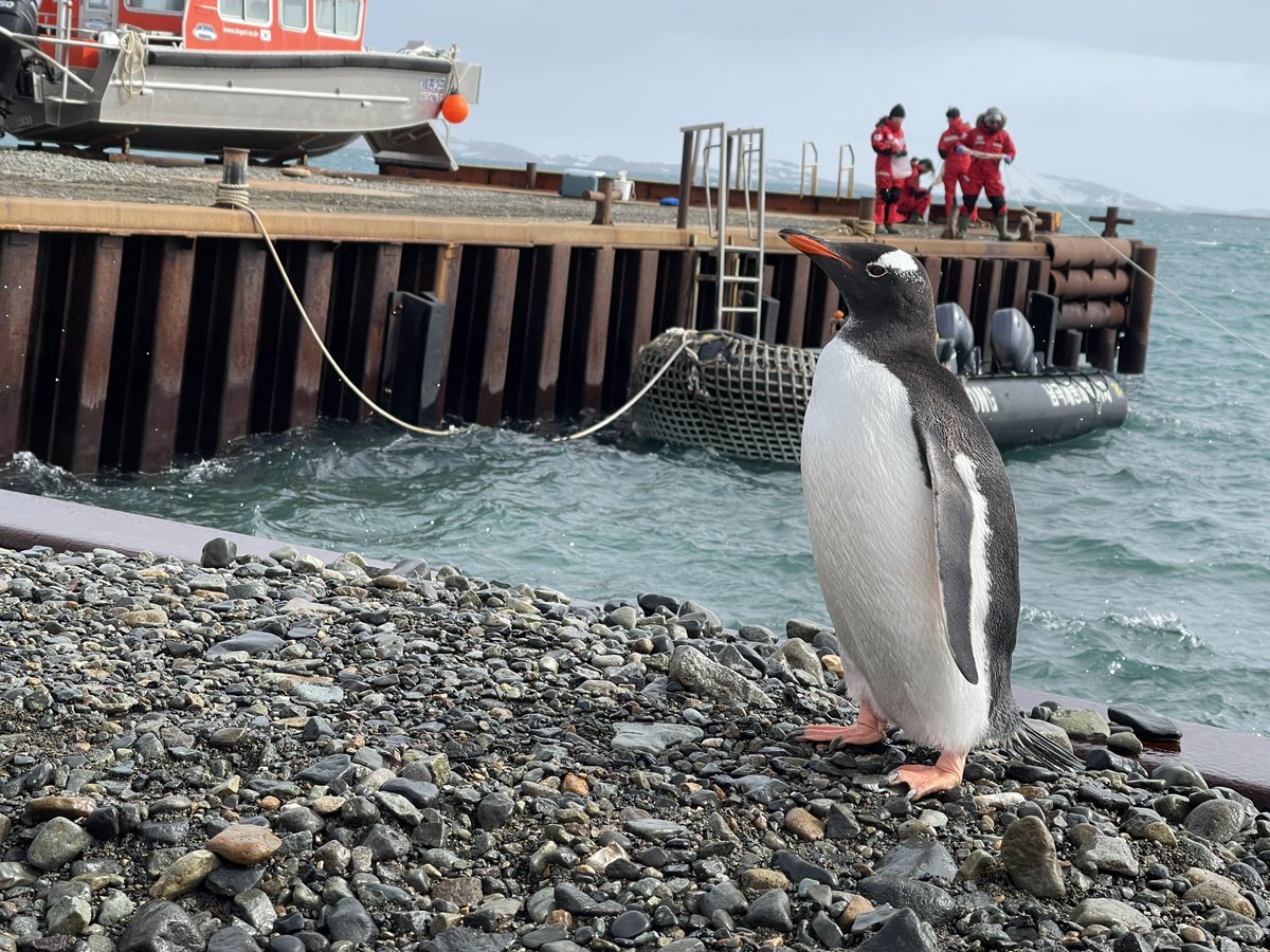 제가 사실 진짜 극지연구원입니다.
7년 전 두통으로 머리가 깨질 듯이 아파서 
기절했다 일어나보니 
어떤 펭귄 몸으로 뒤바뀌어 있었습니다.

그럼 잠시 펭귄 생활 연구하러 다녀와 보겠습니다.
이런게 바로 밀착연구인가