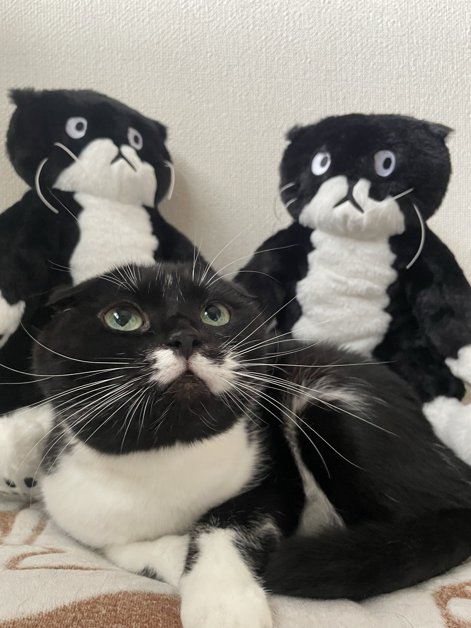 アフタヌーンティー チェ・ヨンジュ モーちゃん 等身大 ぬいぐるみ も