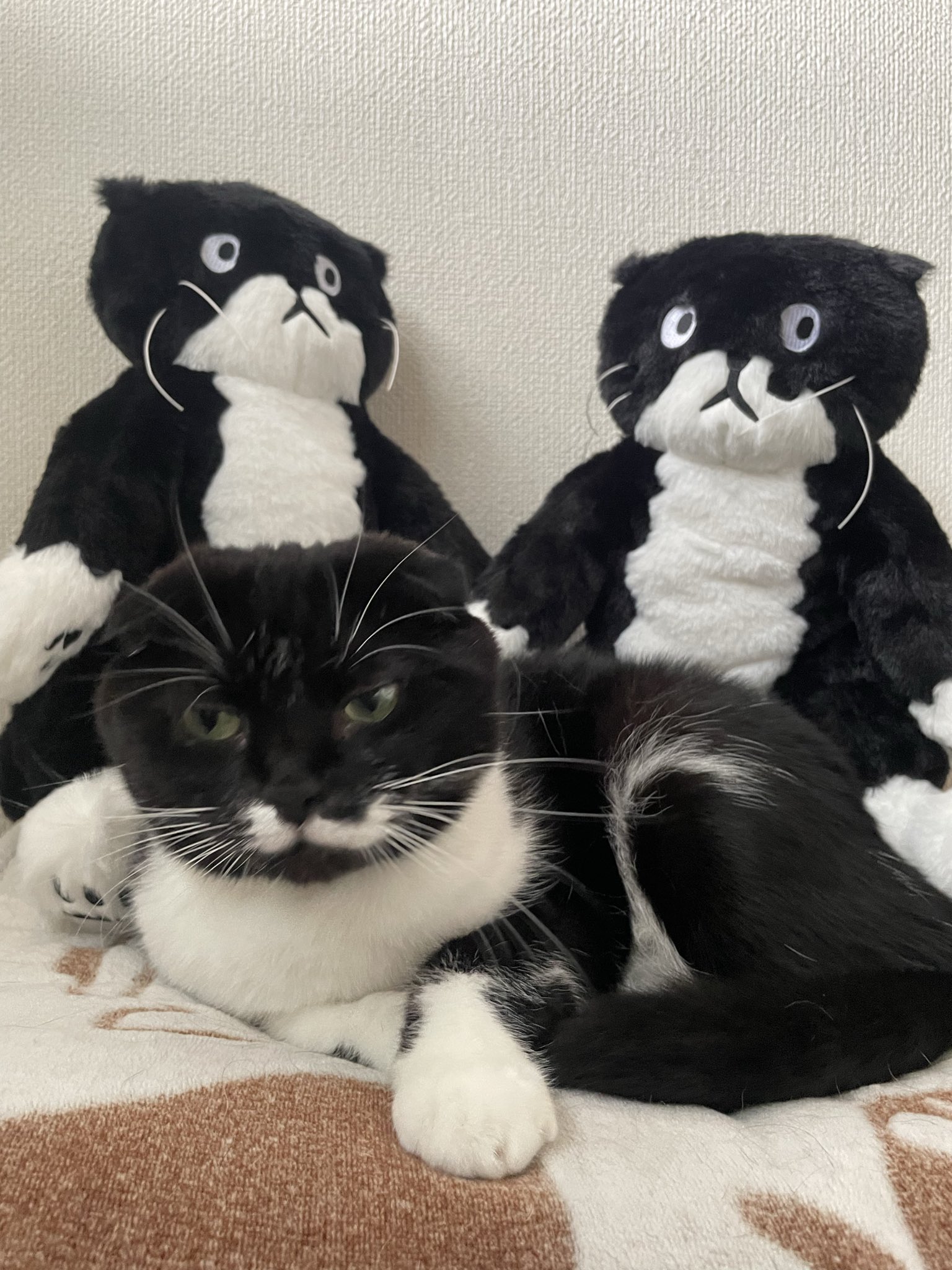 ミルカンポン on X: 