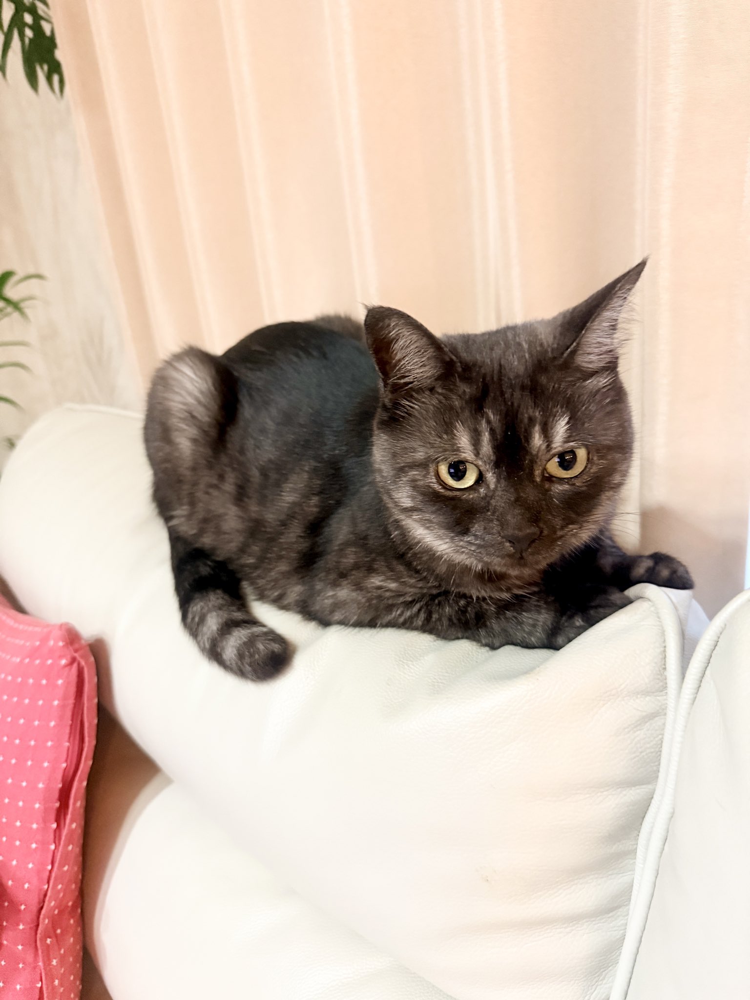 Tsuchinoko_460 on X: 