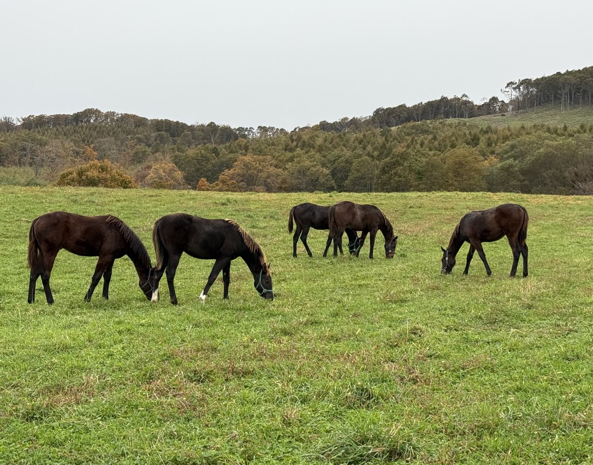 おうまのバケツ (@oumanobaketu) / Posts / X