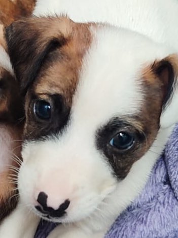 Bueno amigos les cuento que teníamos 5 perritos!!!  y ahora quedan los mismo 5 porque nadie ha preguntado por ninguno.