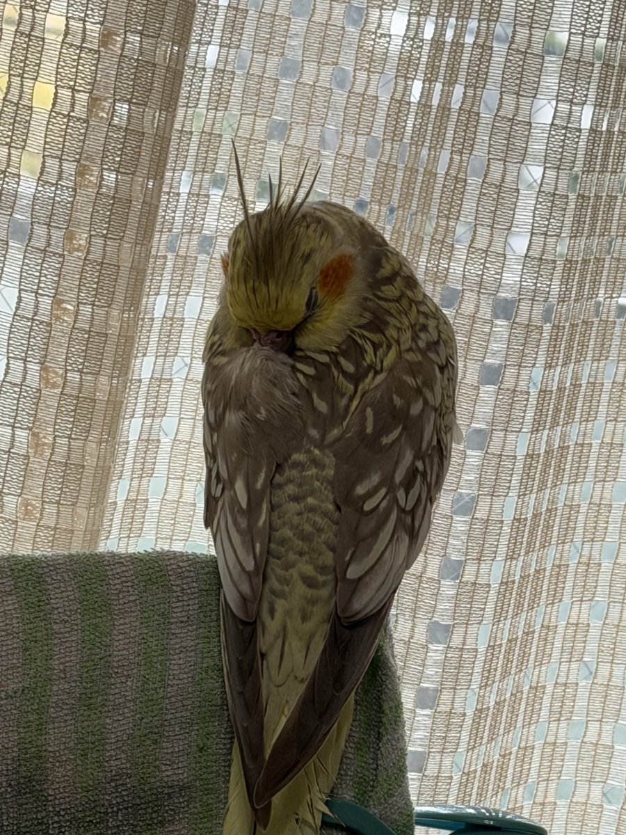 秋華賞前にまたここで爆睡してた