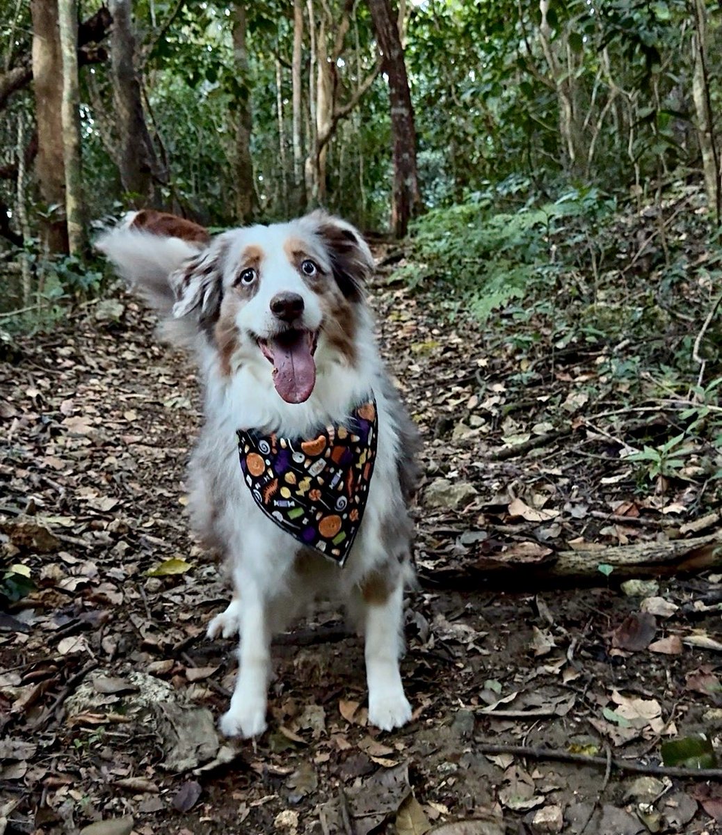 WildflowersTale's tweet image. Today’s mission: find zombies. Our hooman joined the hunt… thankfully, no sightings! 👀🧟‍♀️
#dogsthathike #optoutside #zshq