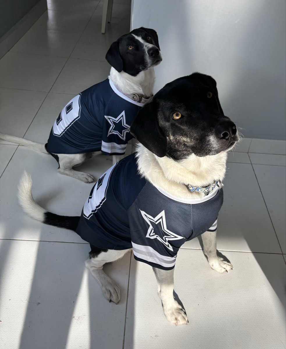carla_sma's tweet photo. Aquí Maya y Oreo apoyando a Dallas en @TUDNMEX #NFLEnTelevisa https://t.co/YqIfxdpa4A
