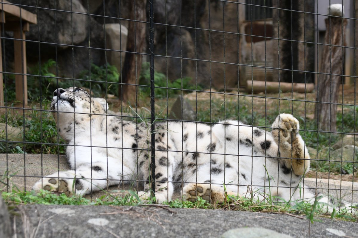 足

#多摩動物公園
#ユキヒョウ
#コボ
#kovo