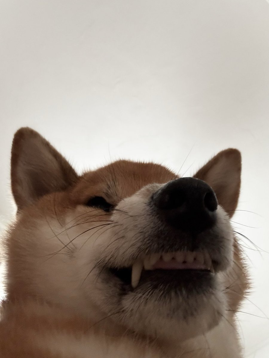 柴犬こん (@mikan1578) / Posts / X