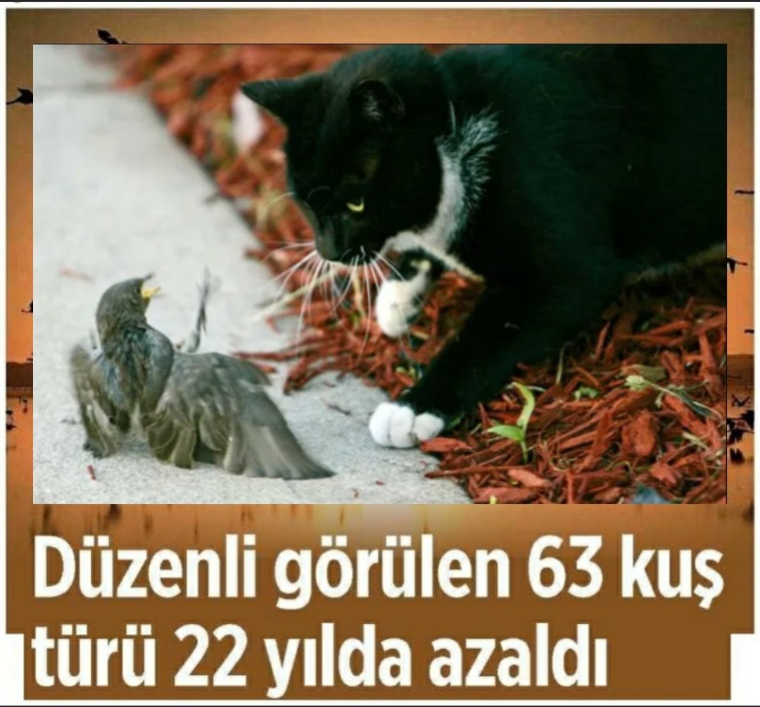 yagmur_gokce06's tweet image. İnsanların kedi ve köpek sevgisi, 200'den fazla canlı türünü yok olmanın eşiğine getirdi. Bu iki türe pozitif ayrımcılık yaparak (kedi ve köpeklerin) aşırı üremesine ve diğer türleri yok etmesine sebep olmak, merhamet değil, doğaya ihanettir. Sonuçları yıkıcıdır. Kediler, kene…