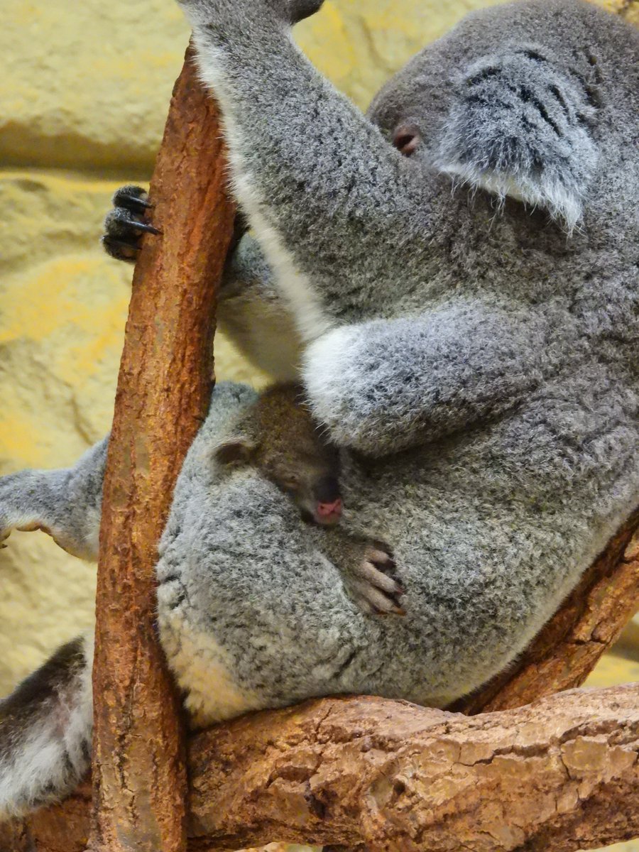 もりち動物園【公式】 on X