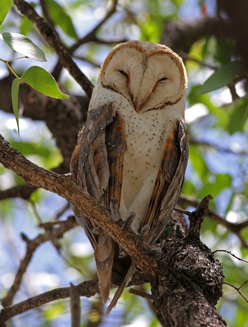 Owl Every Day (@owleveryday) on Twitter photo 