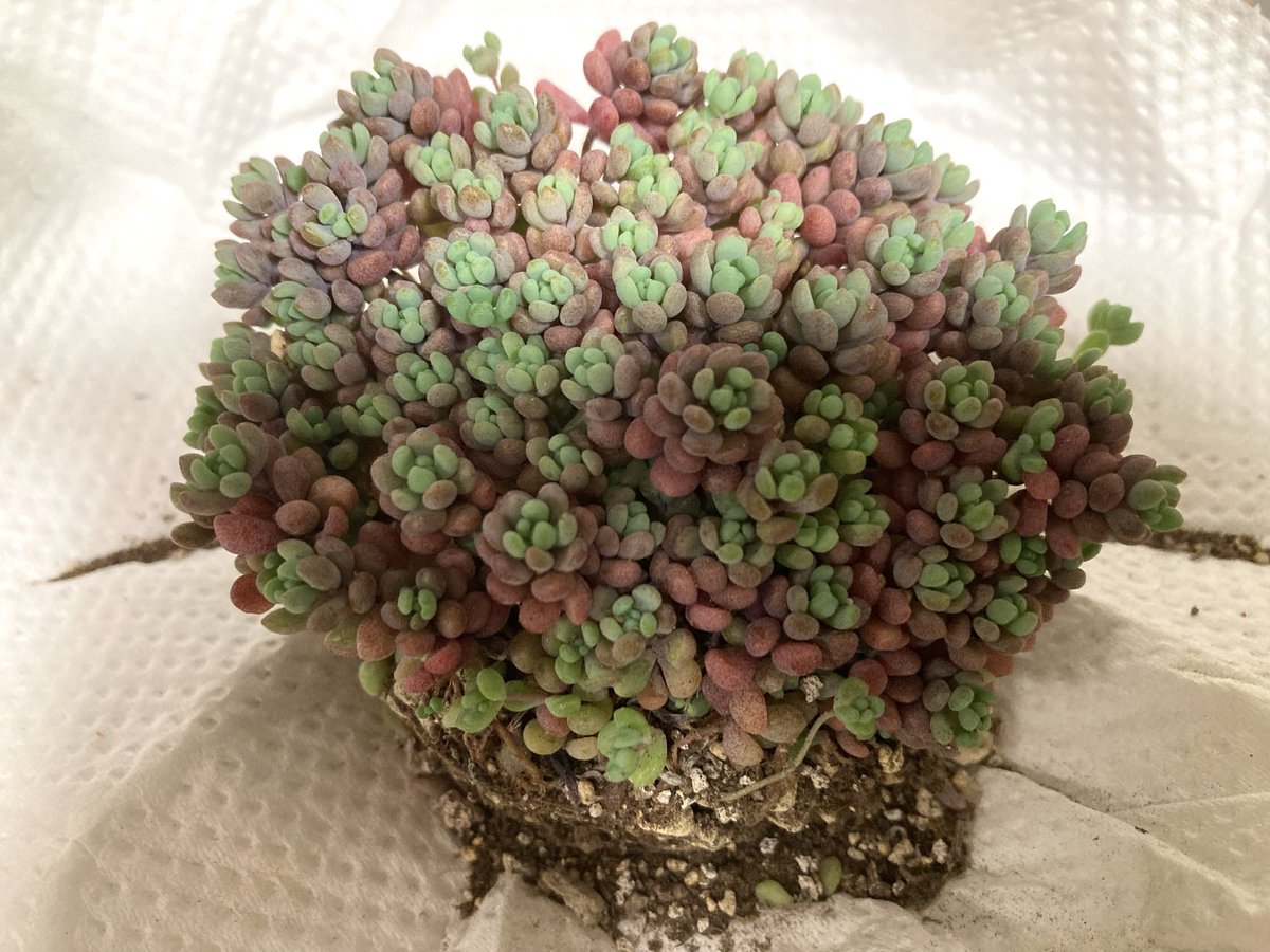 希少スパティフィラム⭐︎ピカソ spathiphyllumpicasso #spathiphyllum #スパティフィラムピカソ