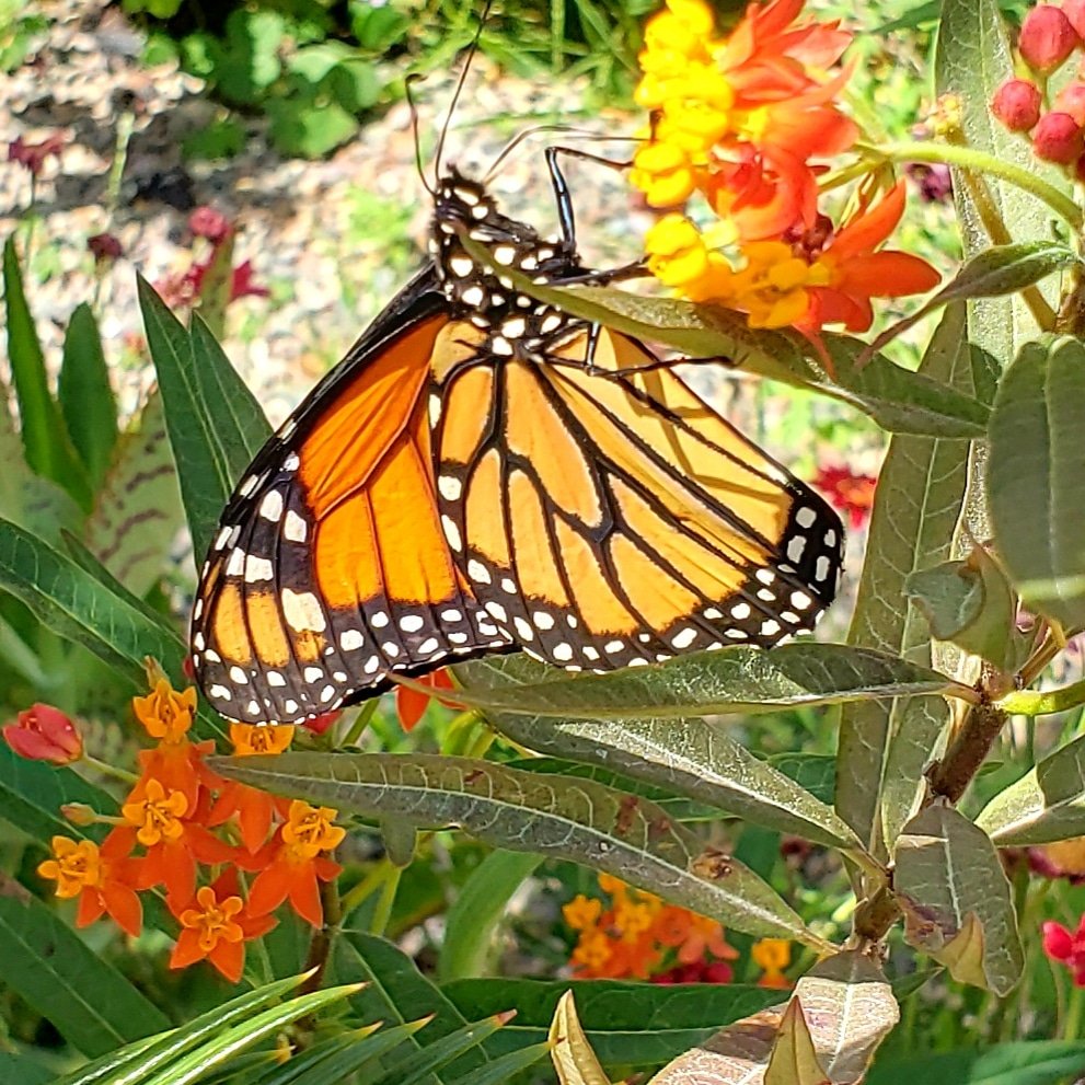 Sunday vibes. SoCal garden