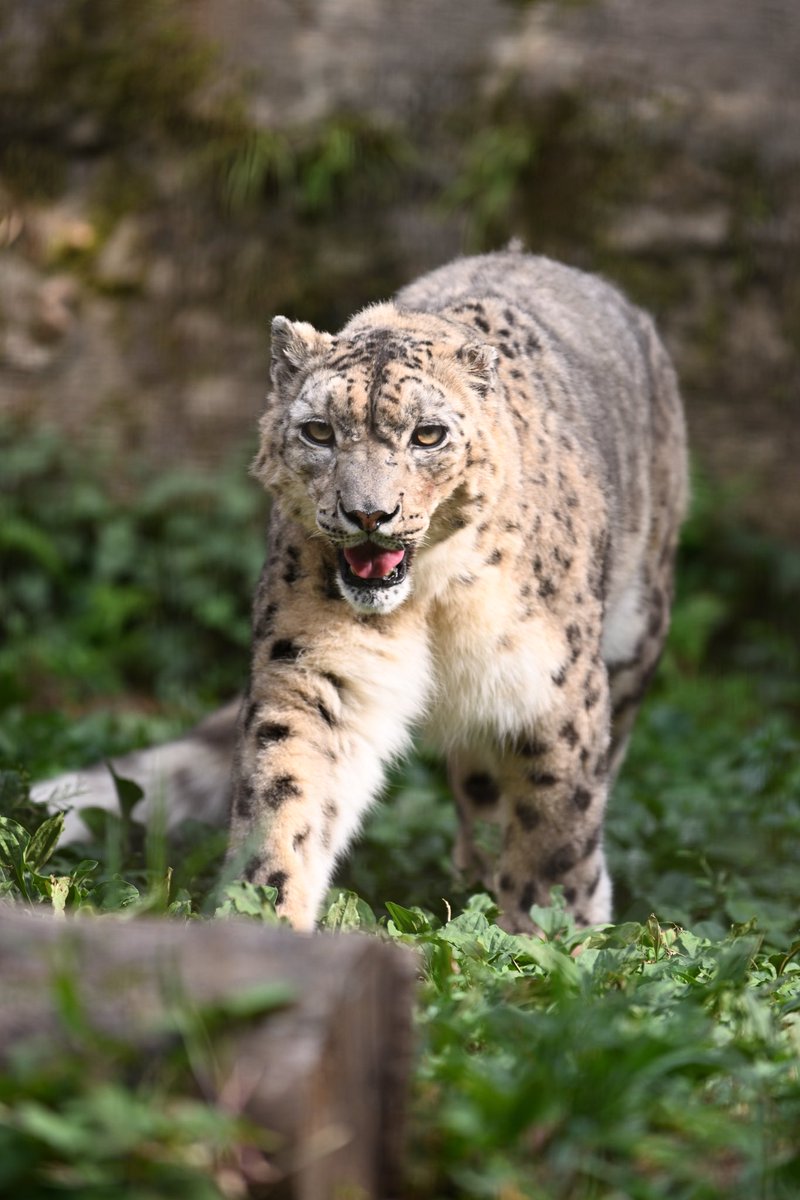 ミルチャさんで、おはようございます☀️✨☔

 #多摩動物公園
 #ミルチャ  さん
 #ユキヒョウ
