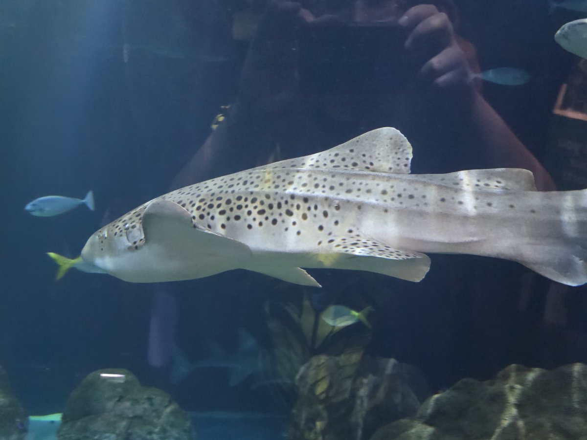 JoJo's Bizarre Commissions🏳️‍🌈 tweet media