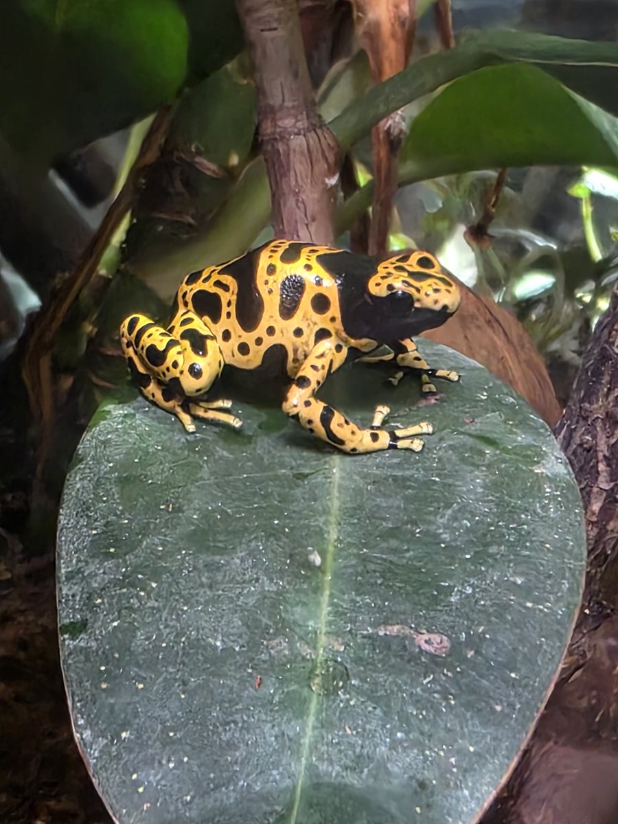 JoJo's Bizarre Commissions🏳️‍🌈 tweet media