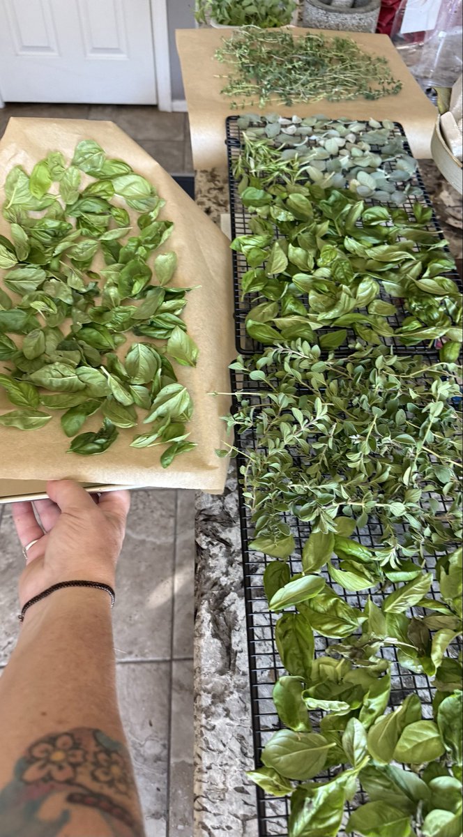 KittnCommander's tweet photo. Today’s harvest…. Mint, lemon thyme, sage, rosemary, basil, oregano, basil, and more basil!   @GlockXmm https://t.co/KrUXW95x4R