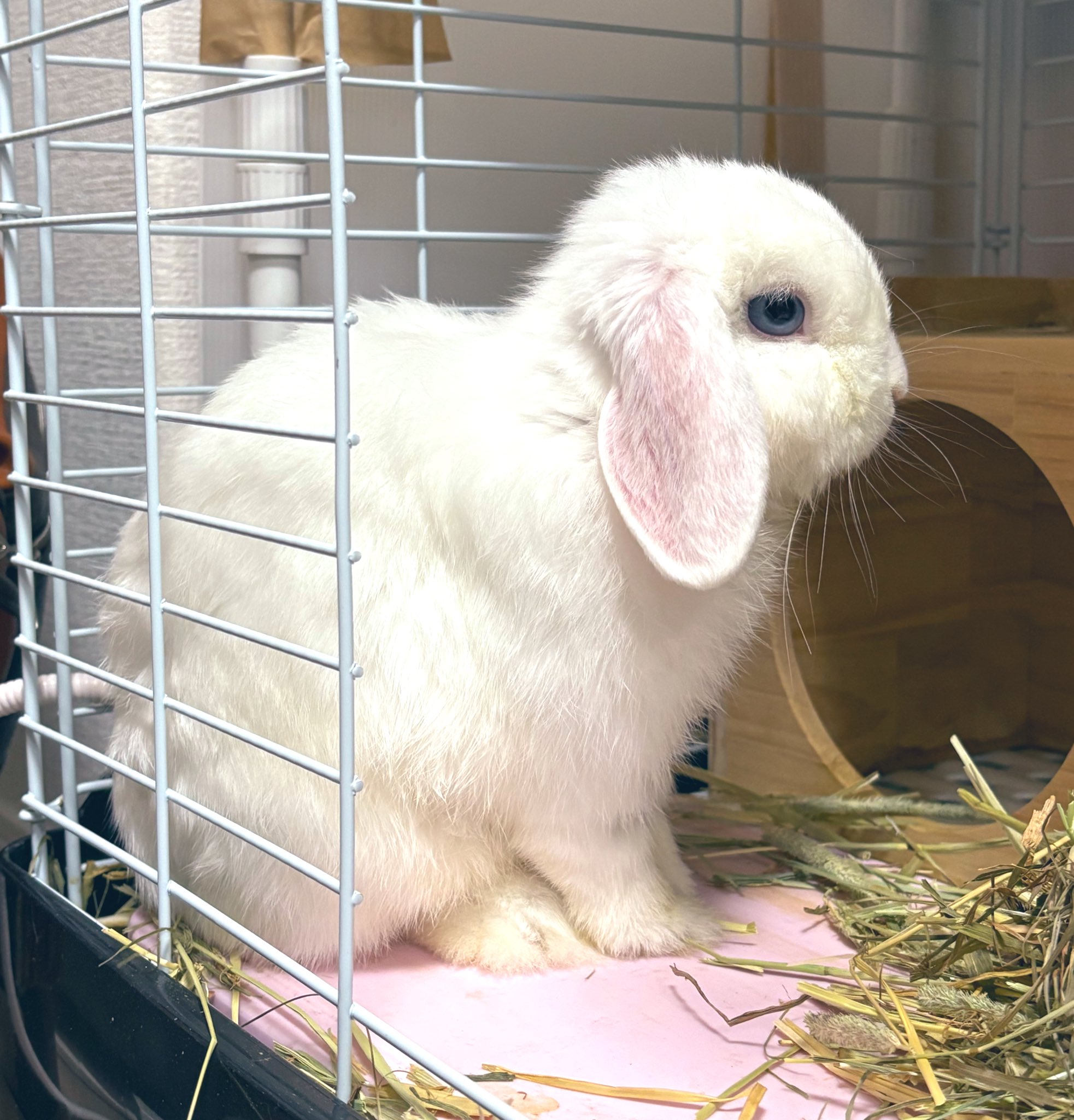 まるうさぎさま　おまとめ2点　オーガンジードッキングプルオーバー まるうさぎさま おまとめ2点 オーガンジードッキングプル