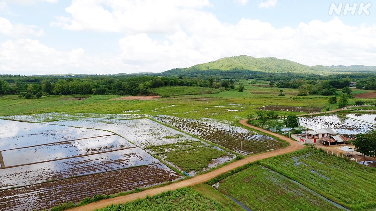 タイの民家で暮らす巨大なハ虫類トッケイヤモリ🦎

全長30cm超の巨体をいかし
サソリやムカデを捕らえる“家の守り神”だ

密着取材で常識破りの家族で暮らす姿も撮影成功！👀✨

🟧⏰26日 日曜夜7時30分～🟧
『新発見！怪物ヤモリの㊙おうちライフ』
nhk.jp/darwin/

#ダーウィンが来た