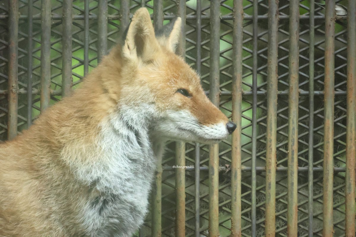 秋色狐 だいきょ屋コレクション 其の拾壱(じゅういち) 華なり狐面根付